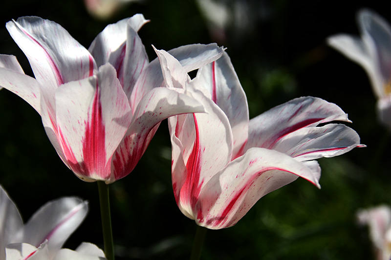 ���� 647ab.jpg