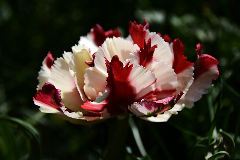 ���� 649ab.jpg