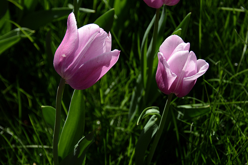 ���� 686abjpg.jpg