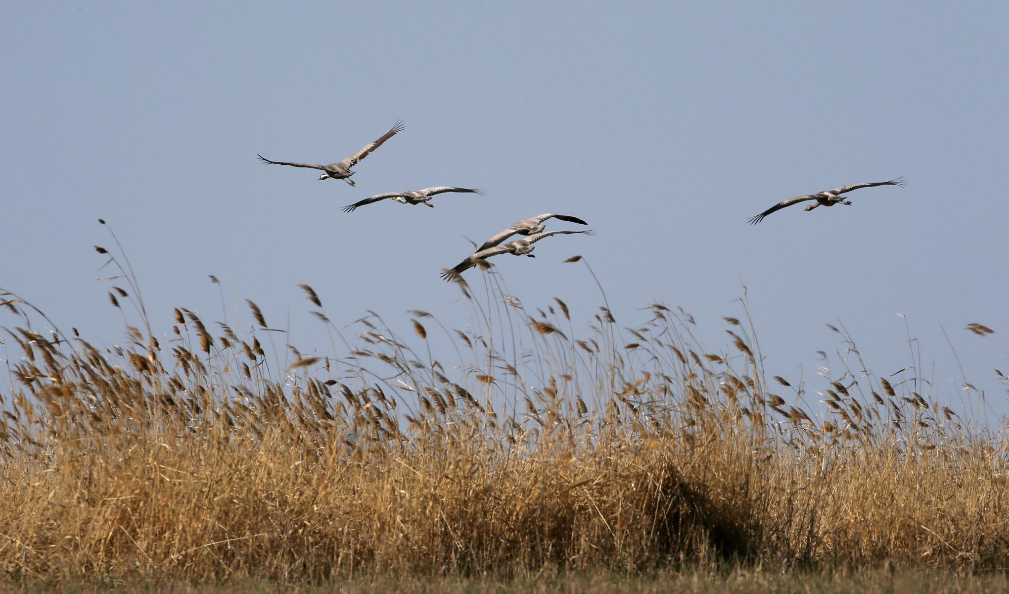 ʯ���ӻҺ� 8.jpg