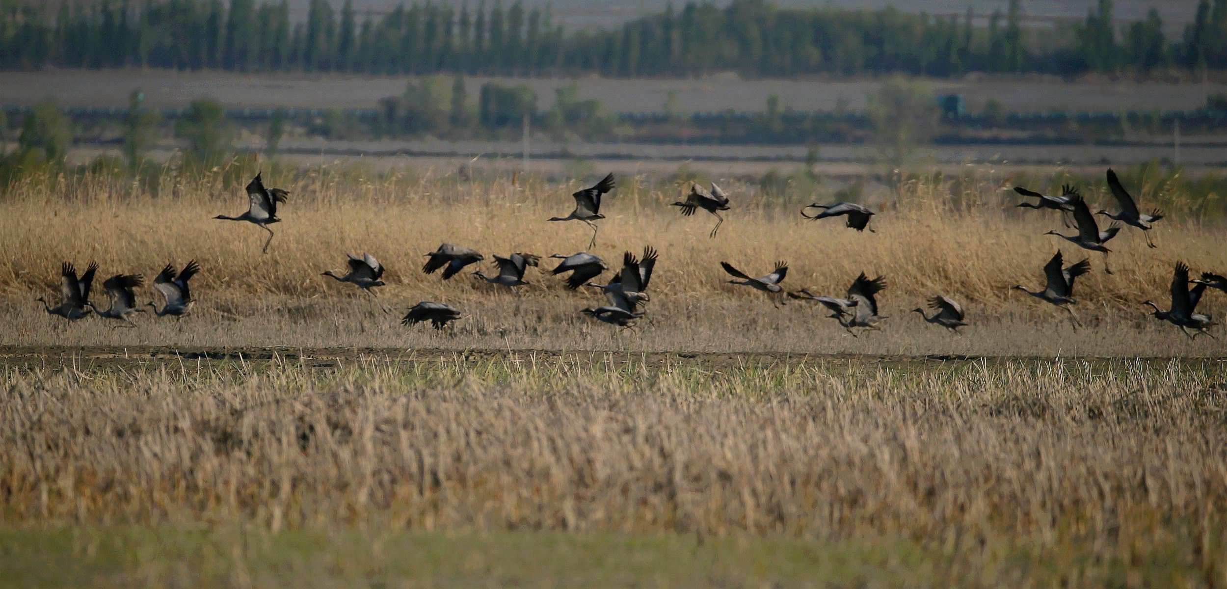 ʯ���ӻҺ� 11.jpg