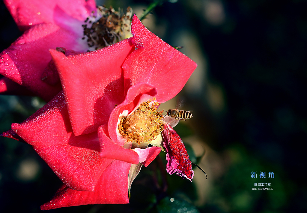 DSC_3039.jpg