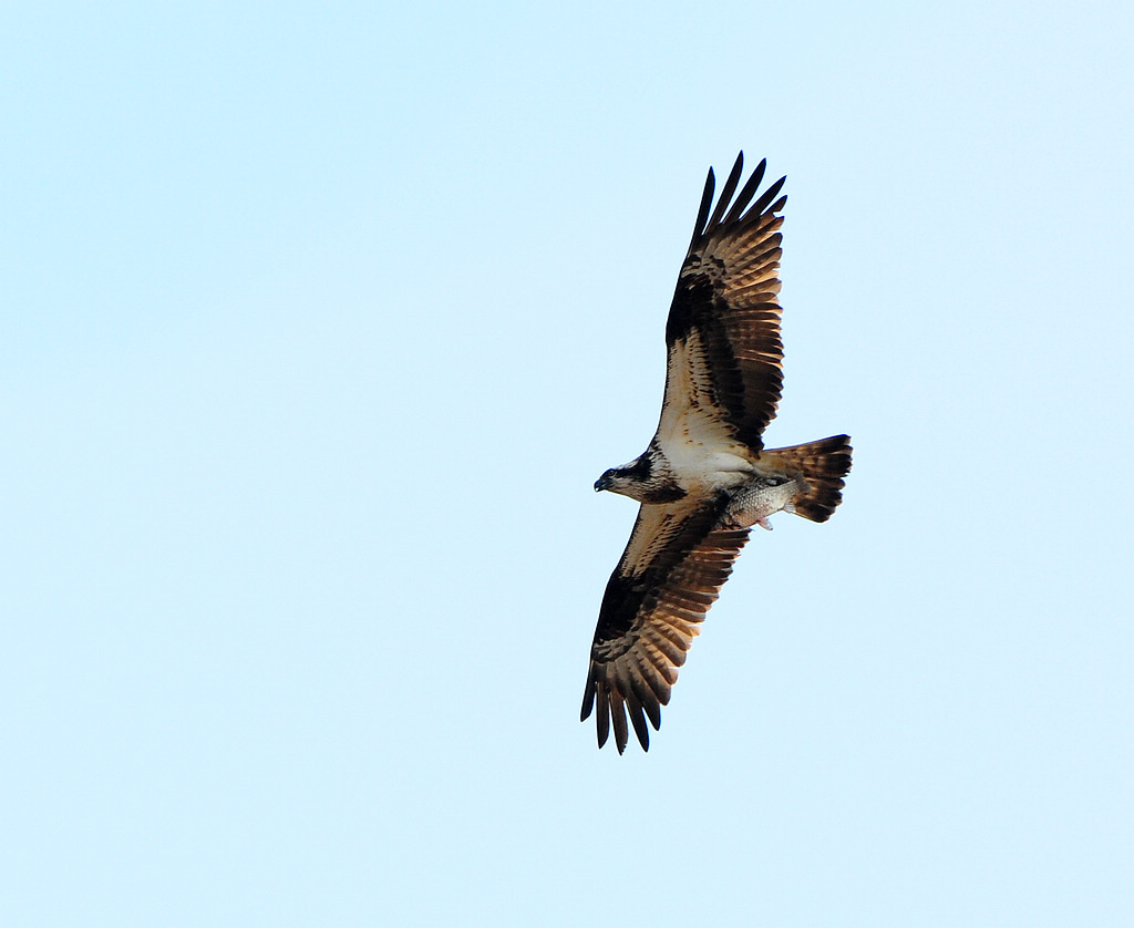 5DSC_0083  1.jpg