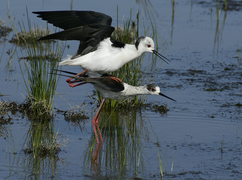 4 FIAPȻѫcoupling winged stiltCausse EricEFIAP.jpg