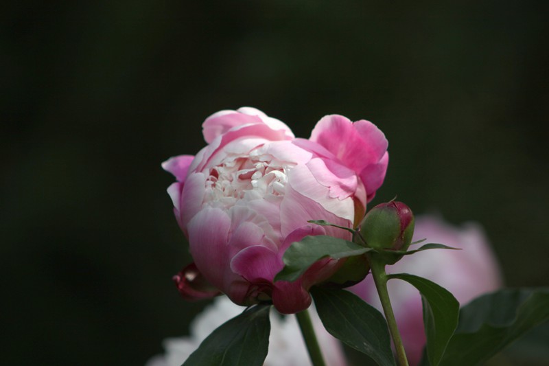IMG_7858_.jpg