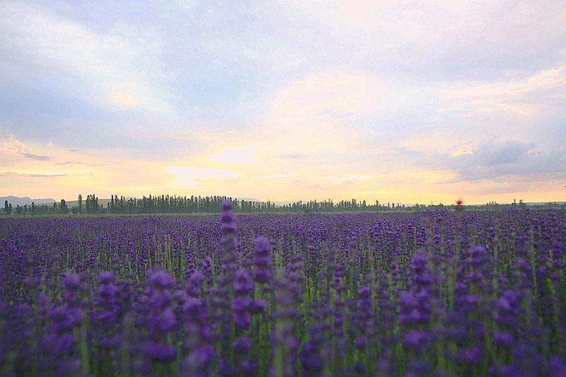479A9838_.jpg