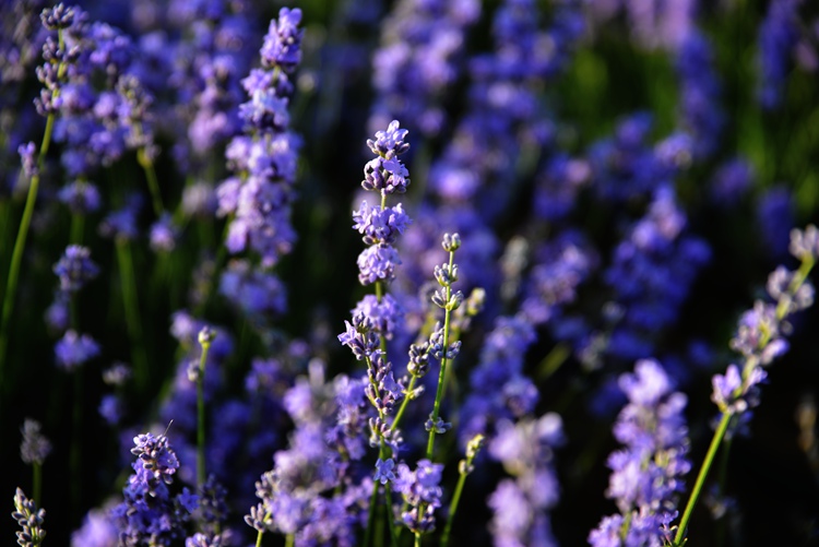 DSC_0721__.jpg