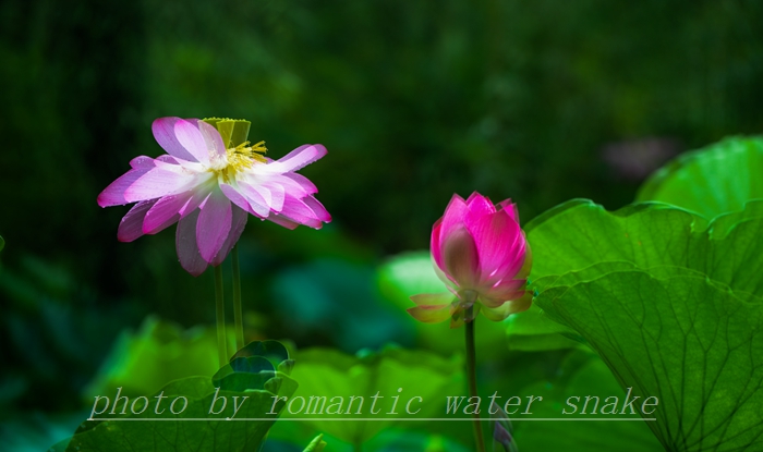 DSC_0950.jpg