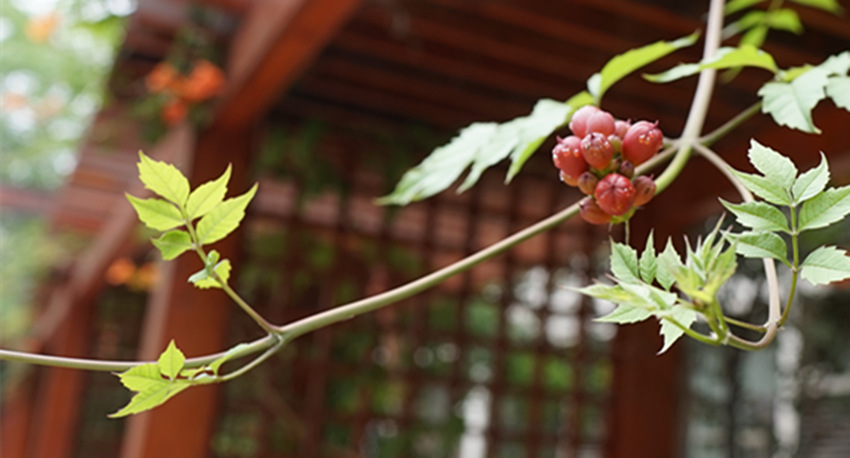DSC00765_.jpg