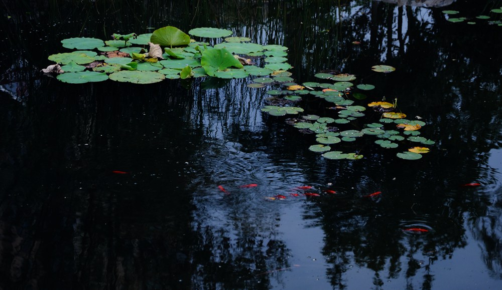DSC_0039_.jpg