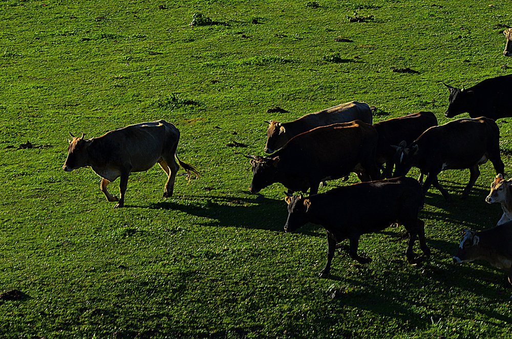 DSC_8208-1.jpg