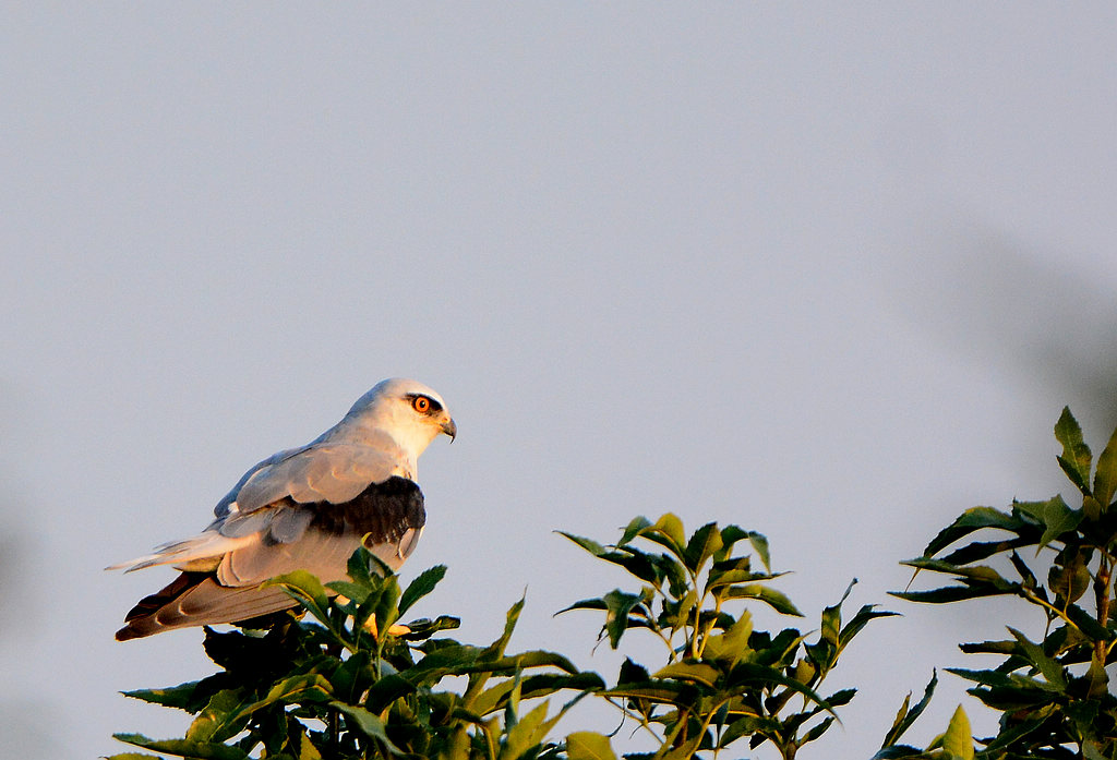 DSC_2590.jpg