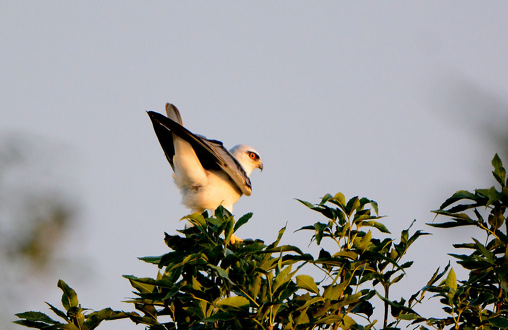DSC_2602.jpg