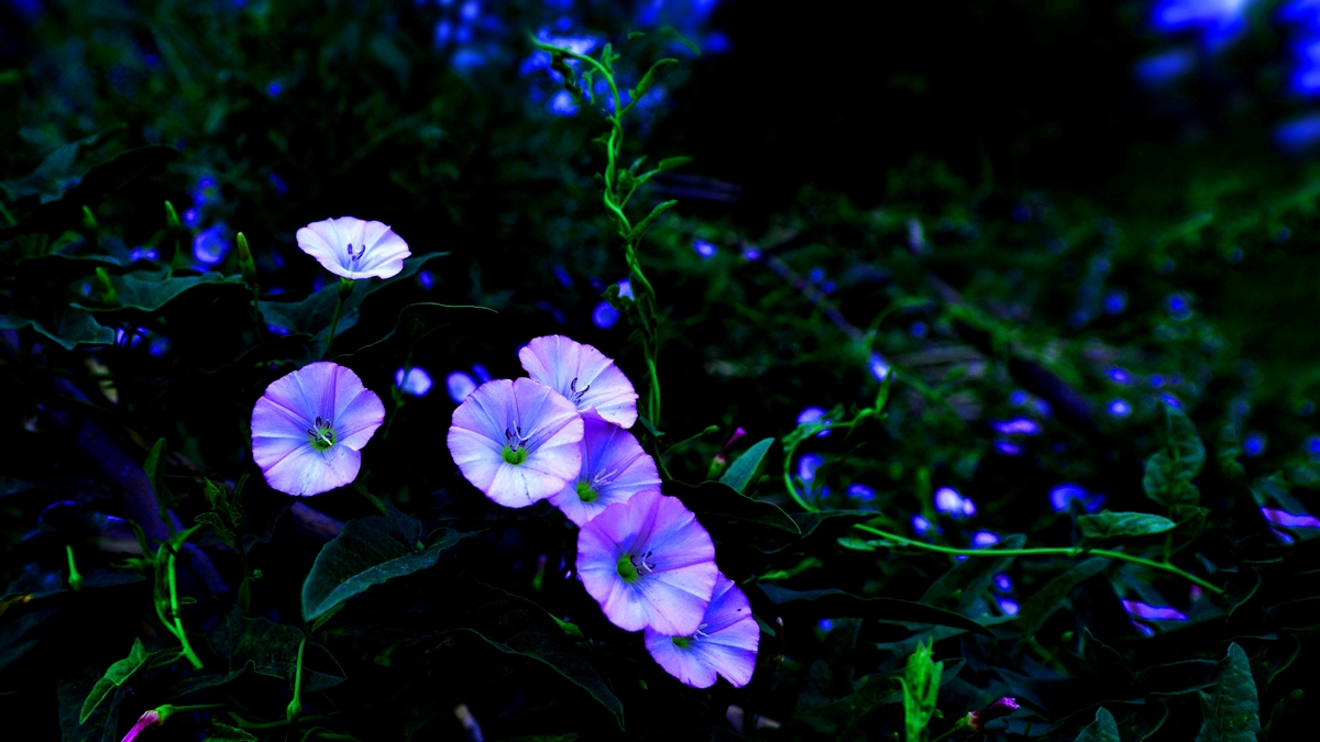 _DSC7655fb.jpg
