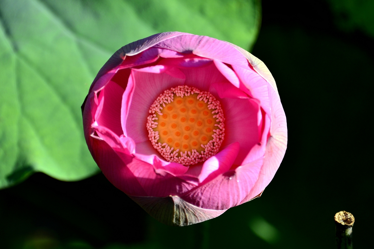 nEO_IMG__DSC0029.jpg