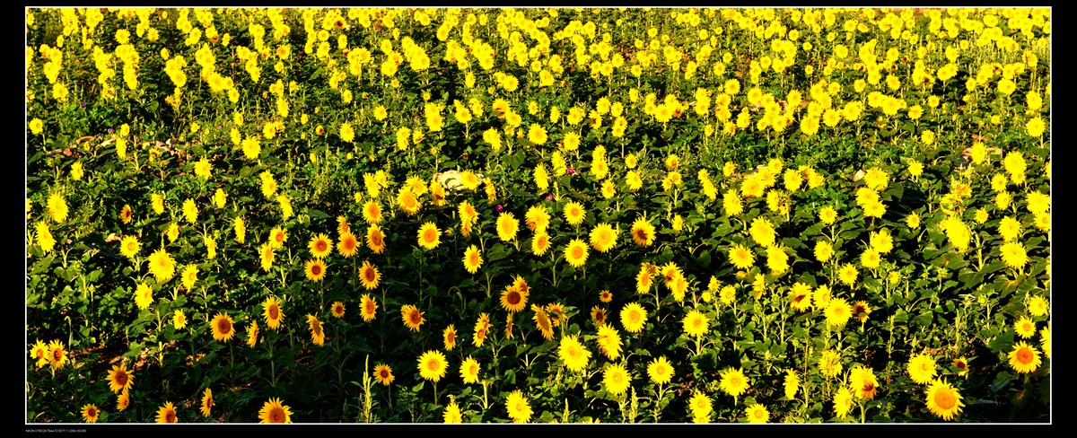 DSC_0955.JPG