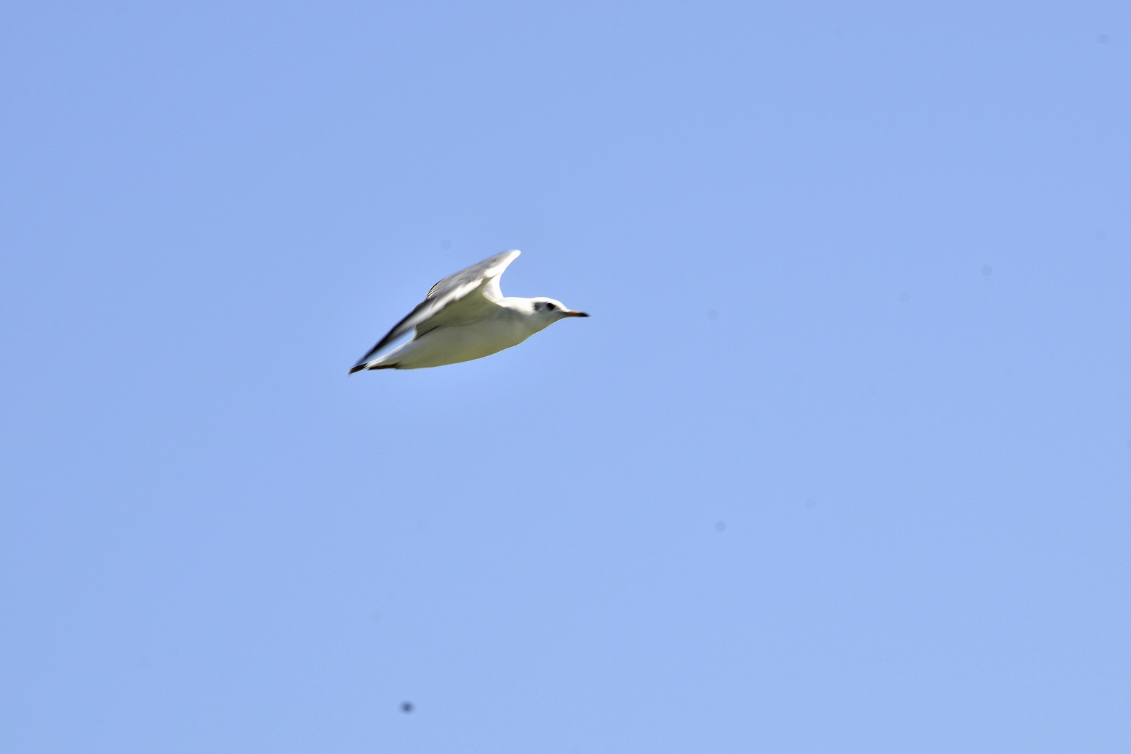 _nDSC0941.jpg