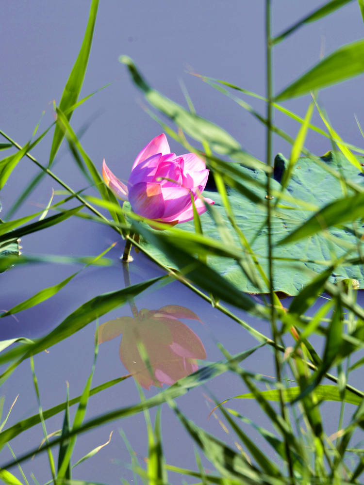 nEO_IMG__DSC1637.jpg