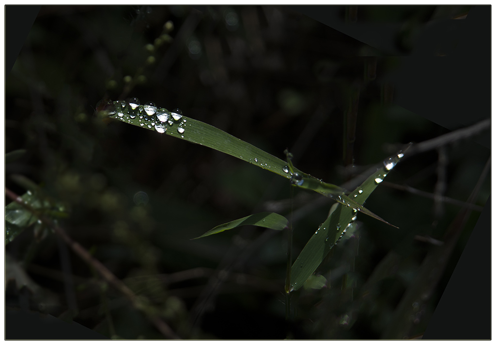 DSC_2127.jpg