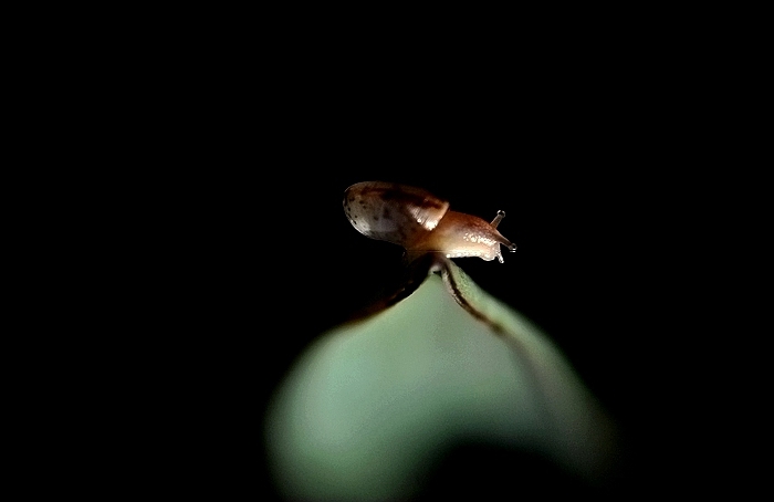 DSC_0154.JPG