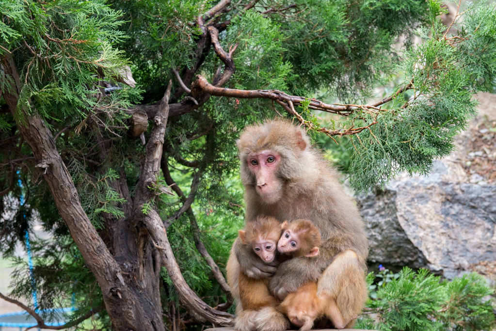 ZSL_8741.jpg