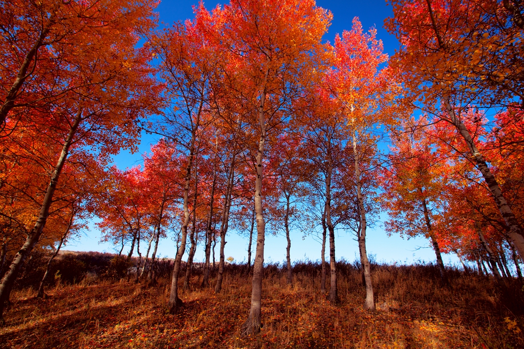 _MG_30771.jpg