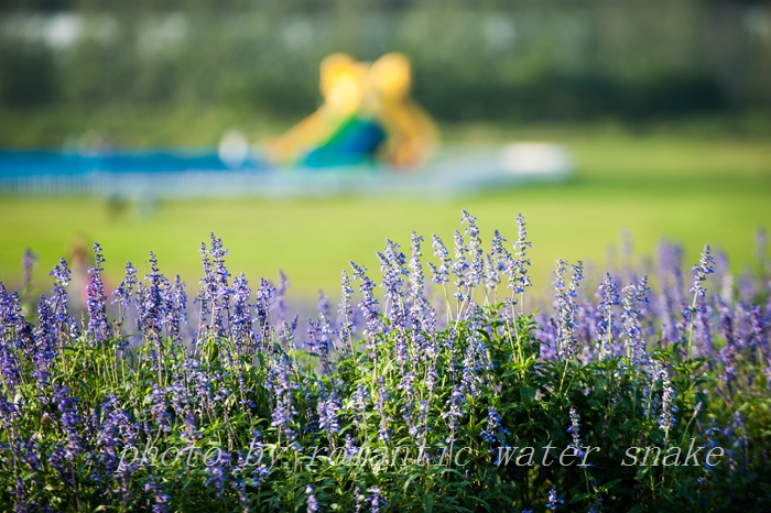 DSC_6355.jpg