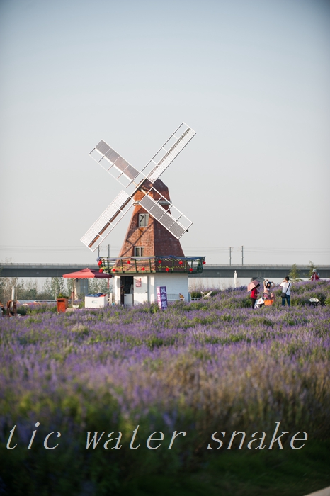 DSC_6360.jpg