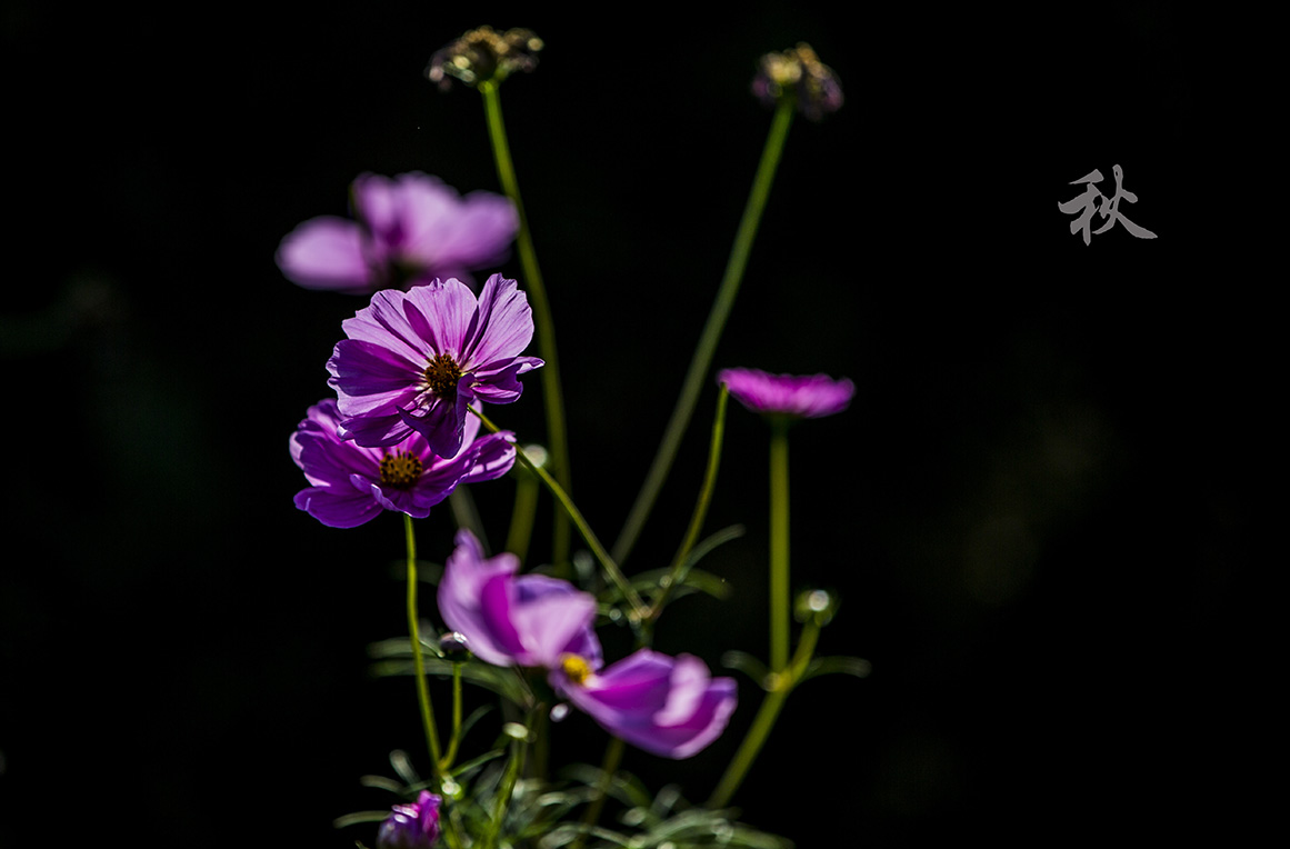 MV4A0481.jpg