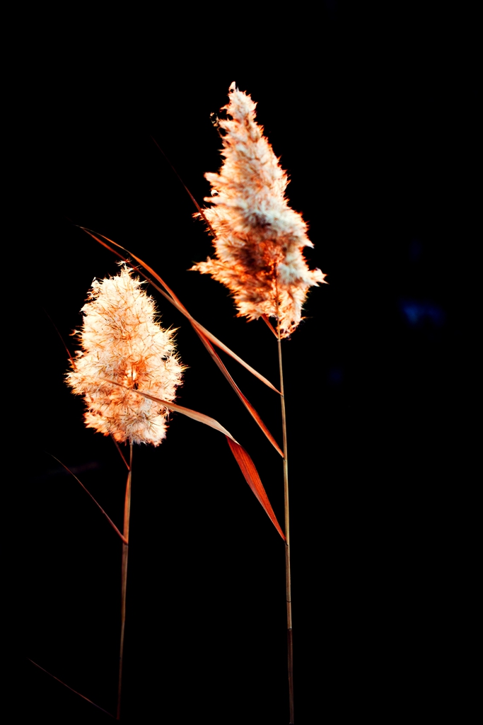_MG_48301.jpg