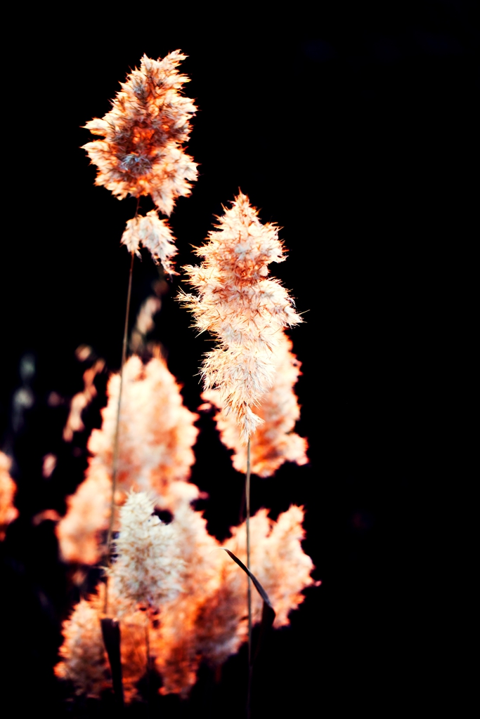 _MG_48321.jpg
