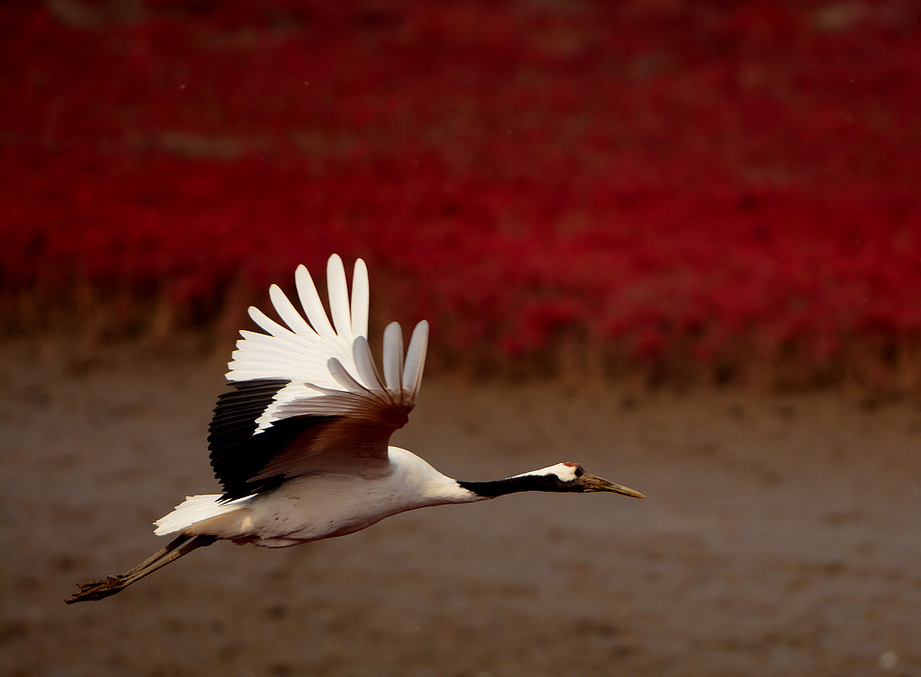 DSC_2897  1.jpg
