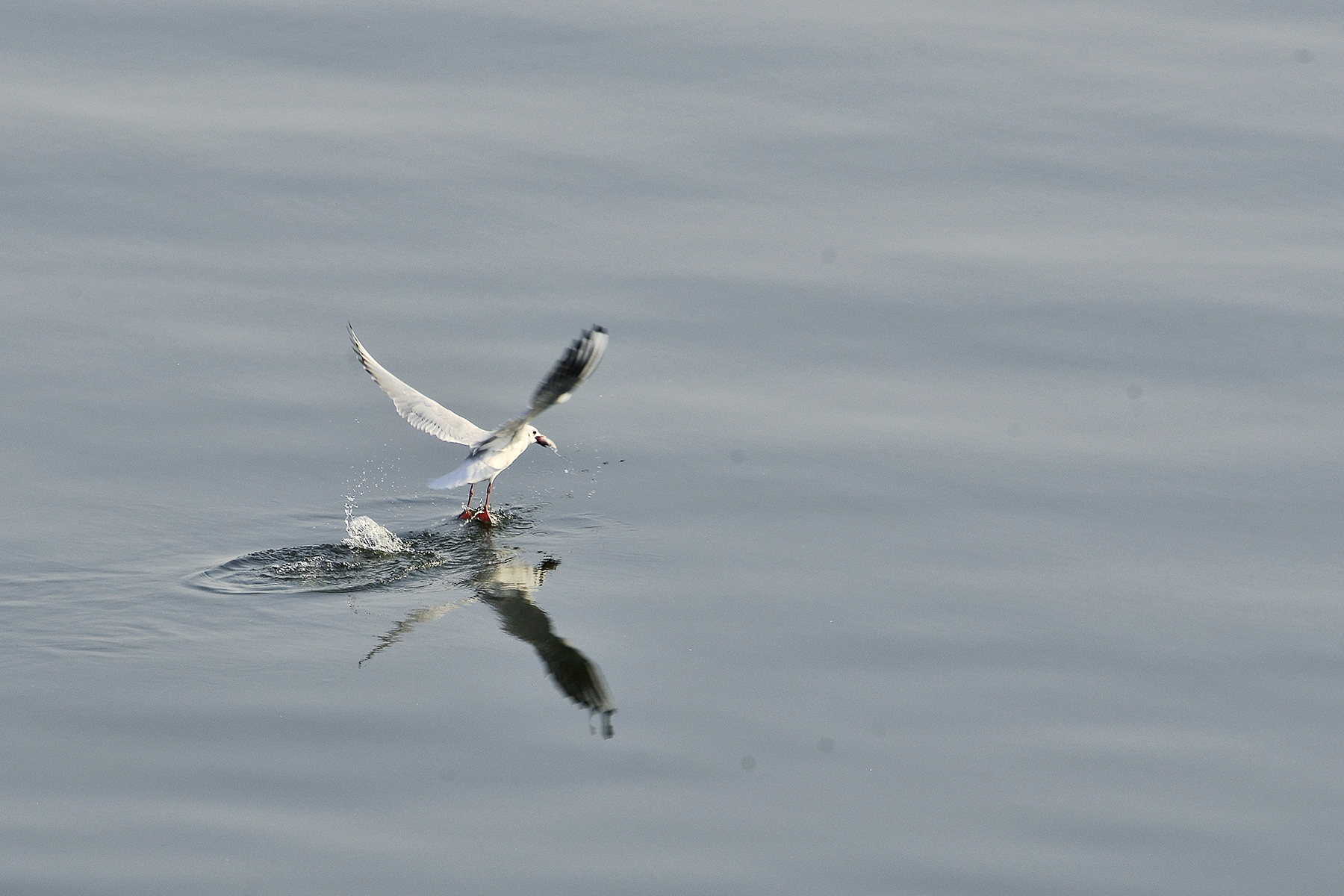 _DSC7568.jpg