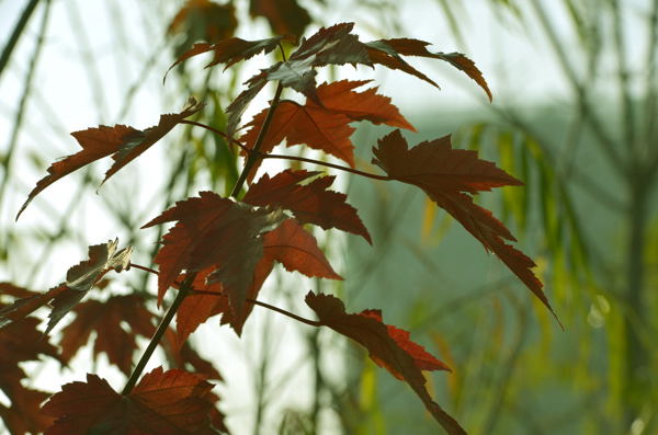 _DSC0044.jpg