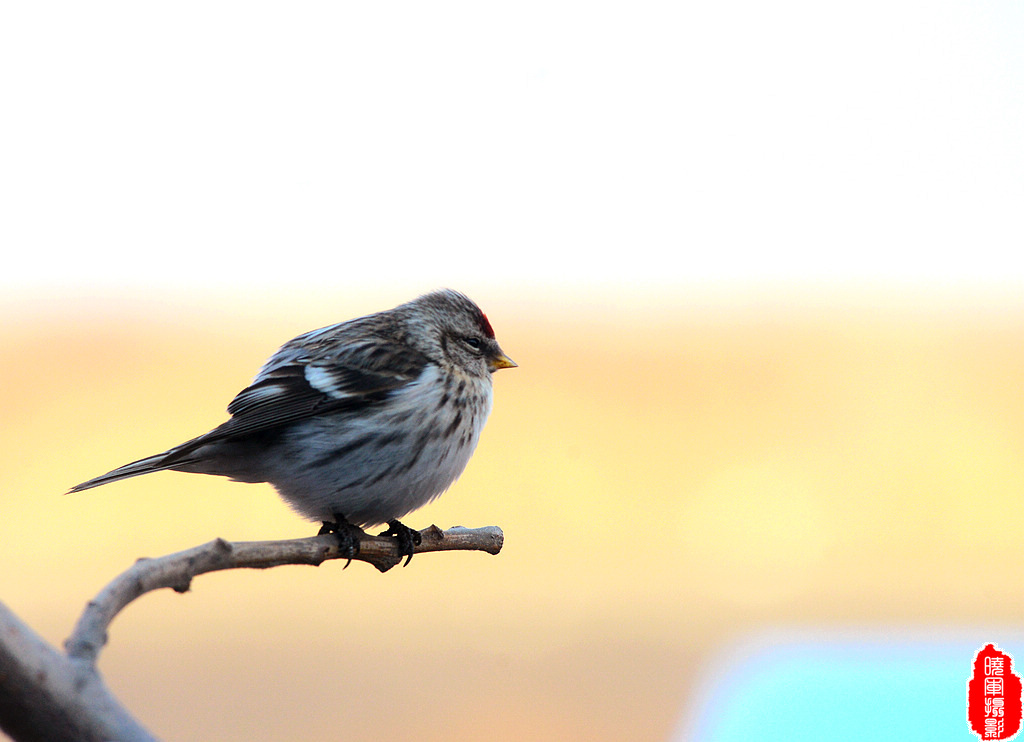 DSC_6383.jpg
