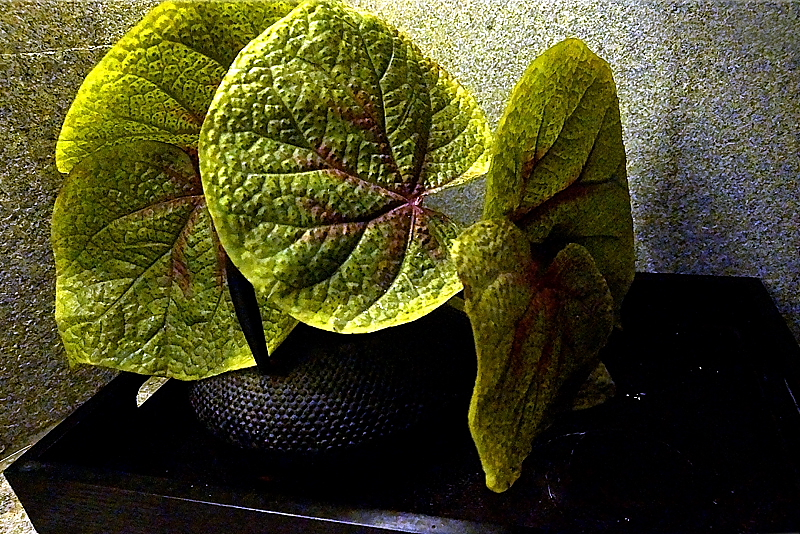 DSC09638.jpgСƬ.jpg