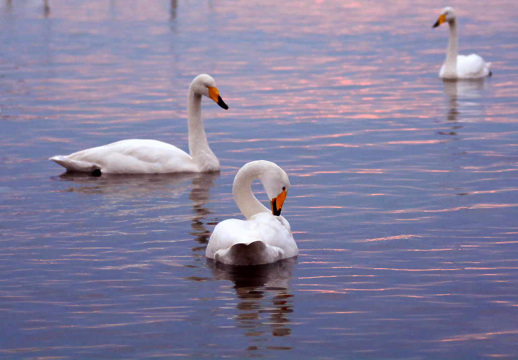 DSC_6036  123.jpg
