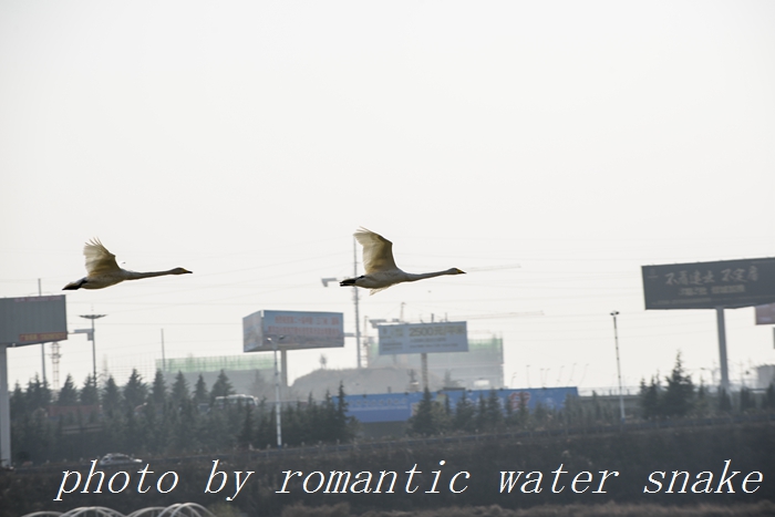DSC_3998.jpg