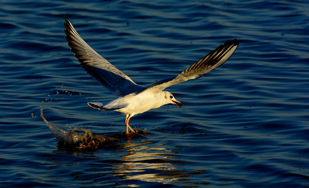 DSC_4506.jpg