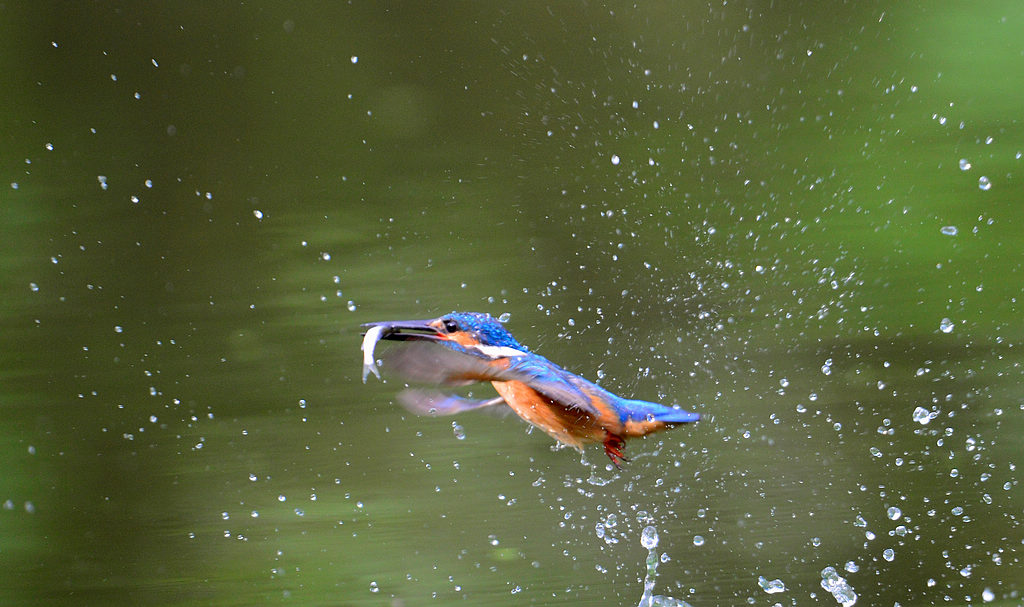 DSC_4097  111.jpg