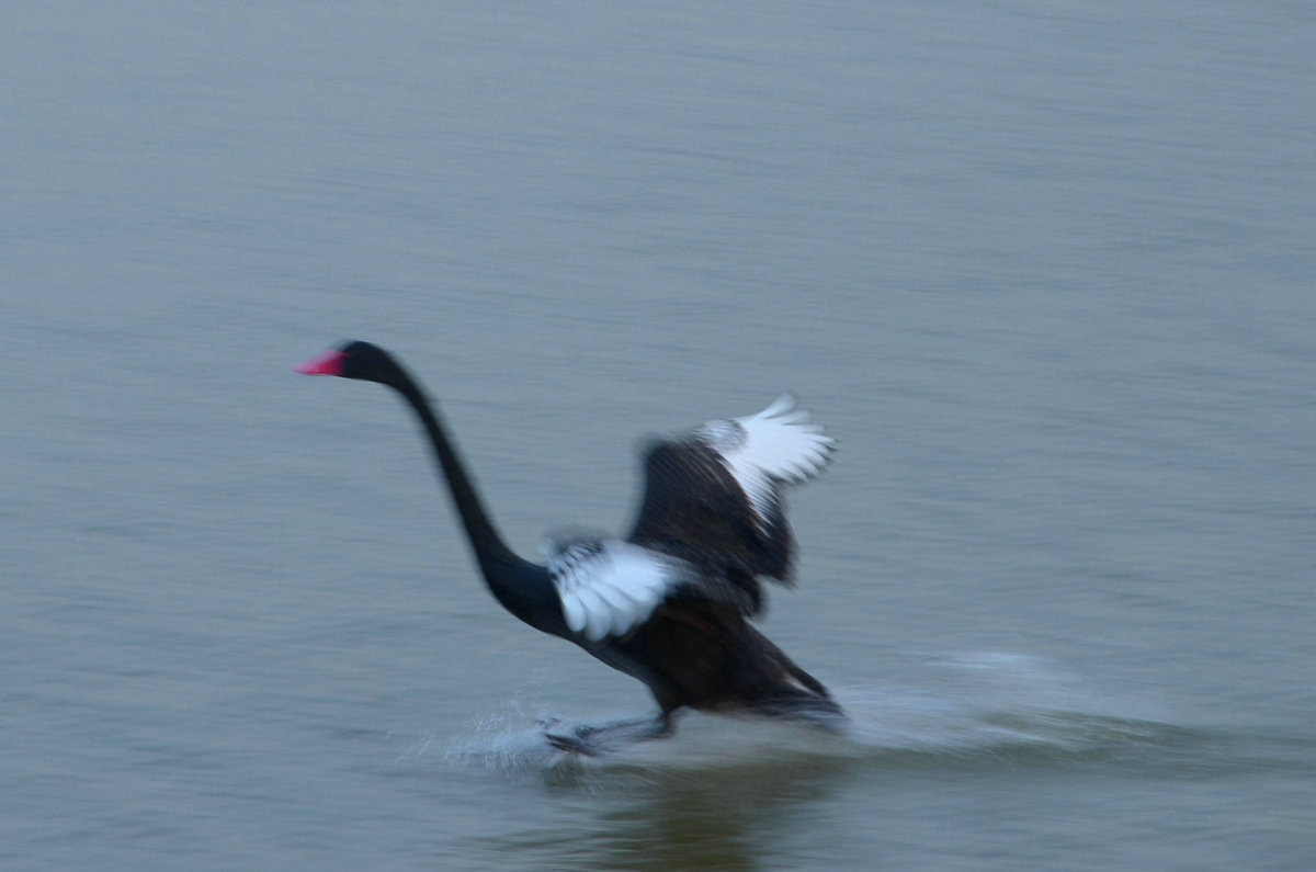 DSC_6110.jpg