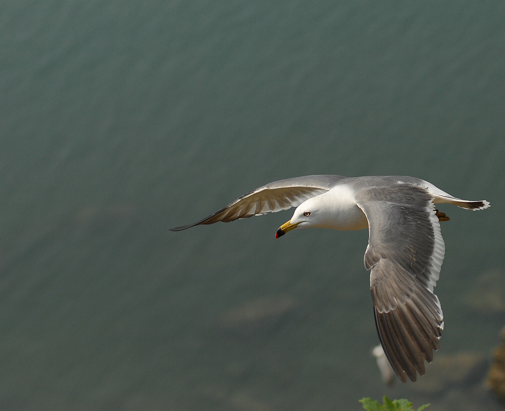DSC_0136.jpg
