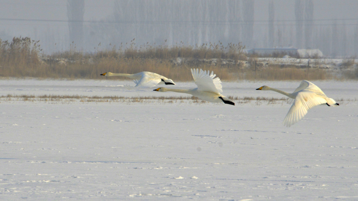 nEO_IMG__DSC0158.jpg
