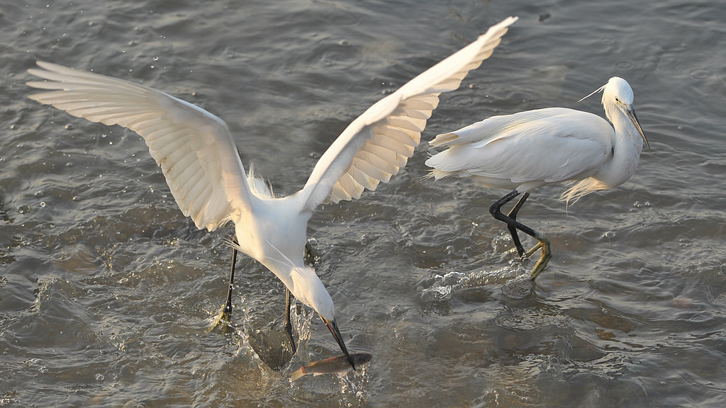 DSC_0341   2.jpg