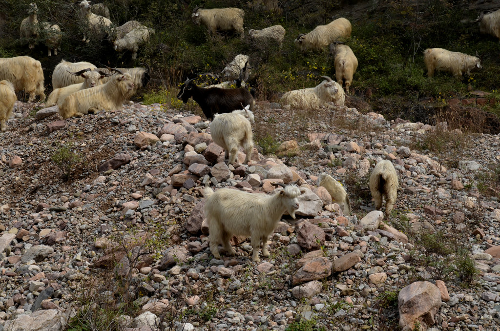_DSC6756_.JPG