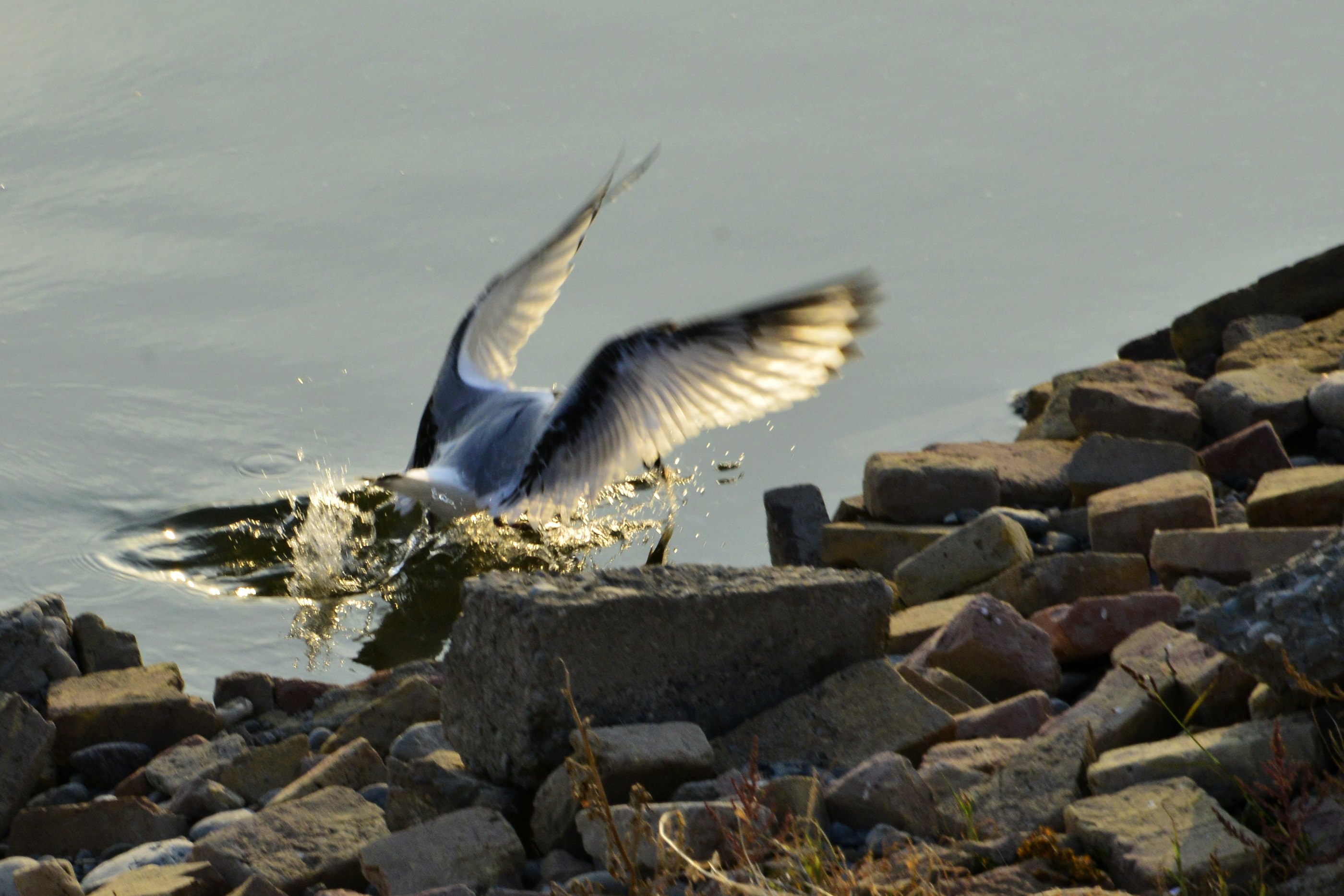 _DSC7598.JPG