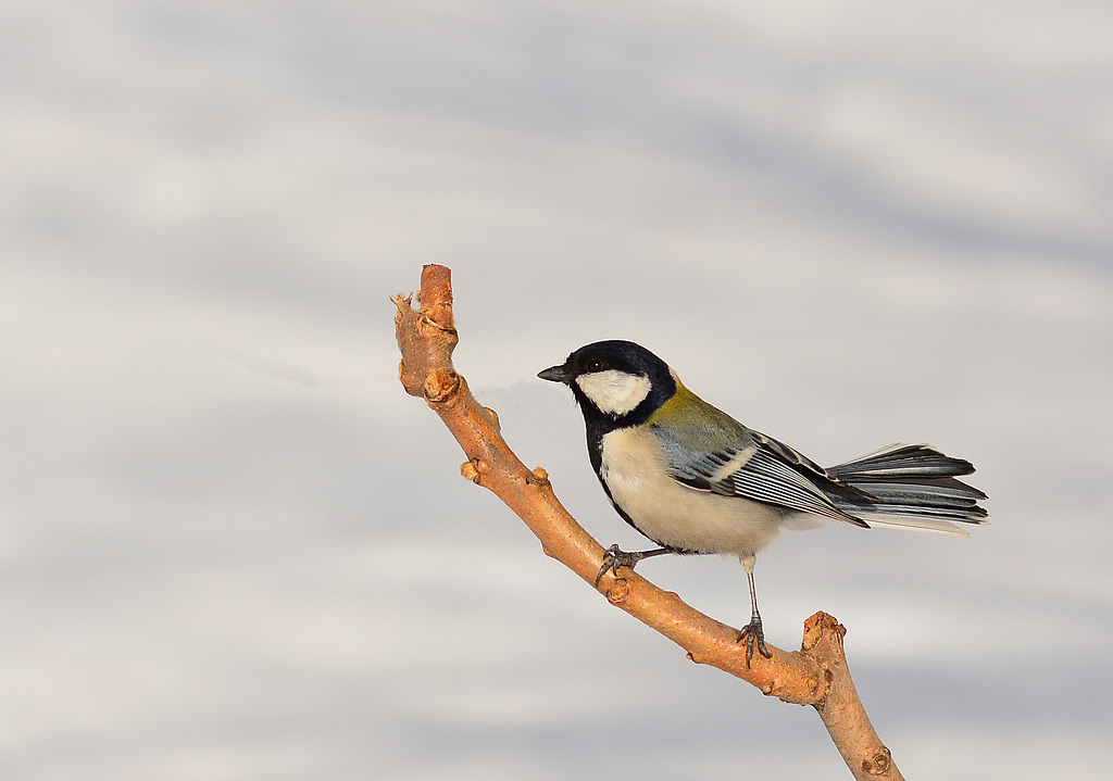 DSC_8697.jpg