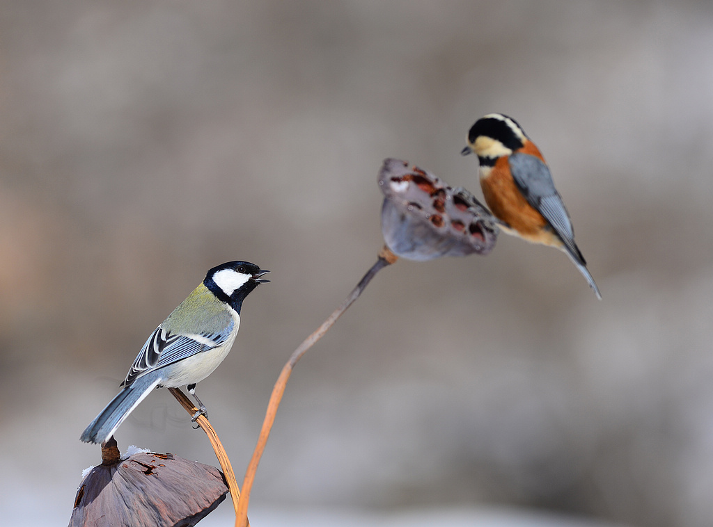 DSC_9866.jpg