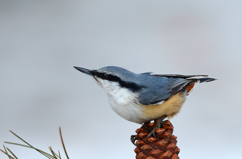 DSC_9736.jpg