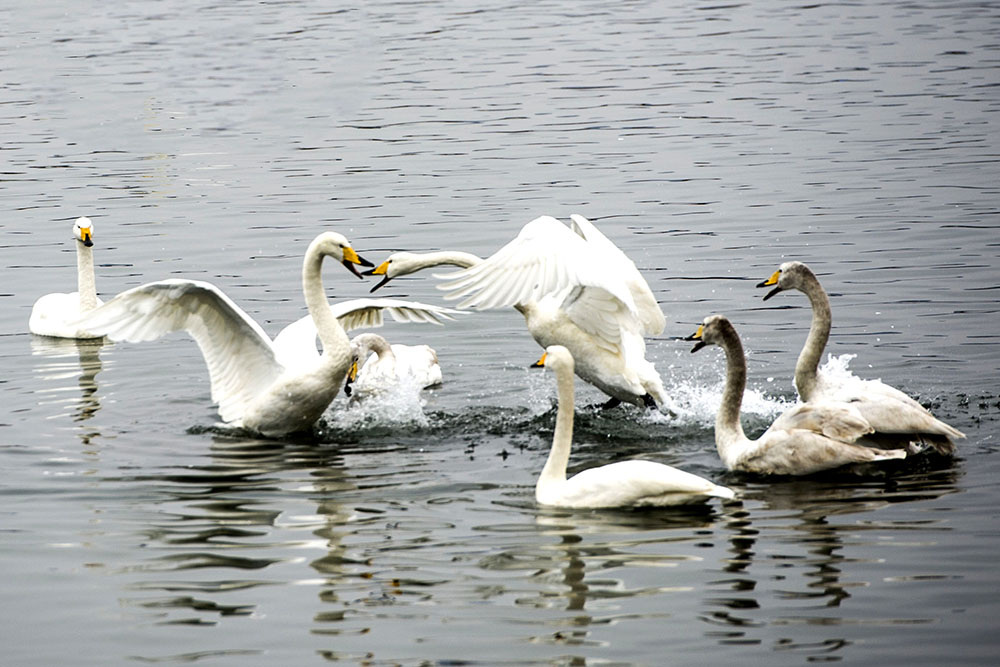 DSC_0105_1.jpg